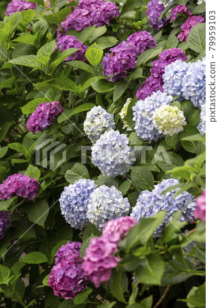 Hydrangea in full bloom during the rainy season Hydrangea in full bloom during the rainy season 79959103