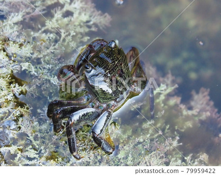 粗腿厚紋蟹 粗腿厚紋蟹 79959422