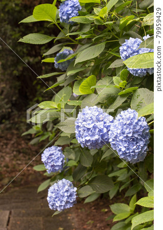 hydrangea hydrangea 79959429