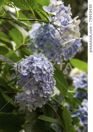 Hydrangea wet in the rain Hydrangea wet in the rain 79959430