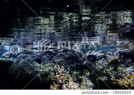 Spring underwater scenery with aquatic plants 79959859