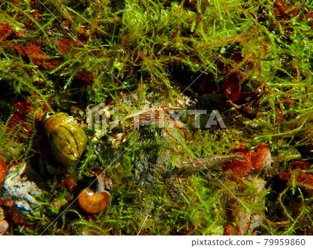 Aquatic plants and 2 minaminuma shrimp Aquatic plants and 2 minaminuma shrimp 79959860