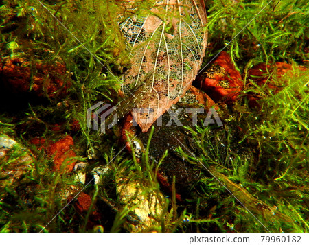 Aquatic plants, dead leaves and minaminuma shrimp Aquatic plants, dead leaves and minaminuma shrimp 79960182