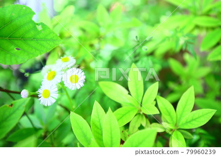 Himeyeon Himeyeon 79960239