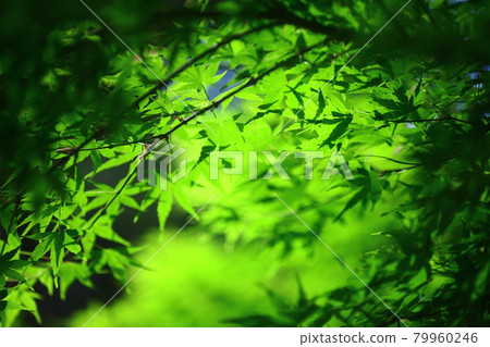 Autumn leaves 79960246