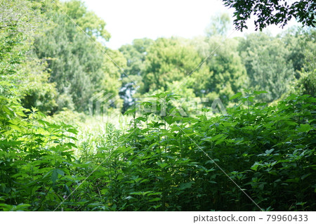Summer forest ② Summer forest ② 79960433