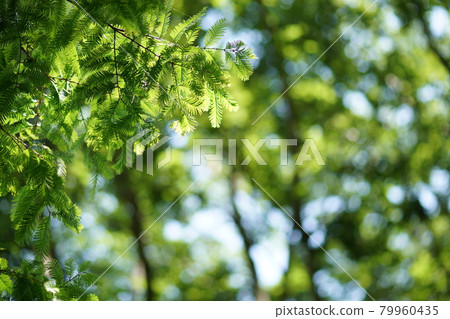 Summer forest ③ Summer forest ③ 79960435