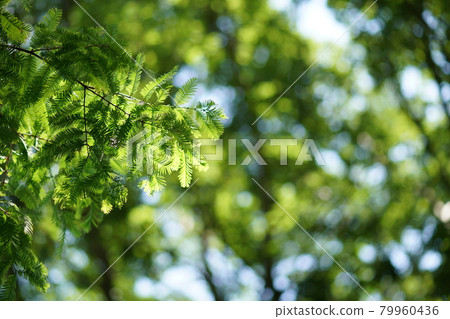 Summer forest ④ Summer forest ④ 79960436