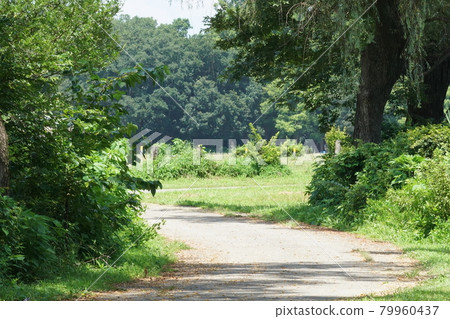 Summer forest ⑤ Summer forest ⑤ 79960437