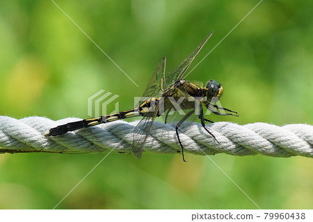 Dragonfly (Yanma) perching on a rope 1 79960438