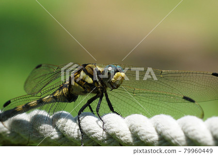 Dragonfly (Yanma) perching on a rope 9 79960449