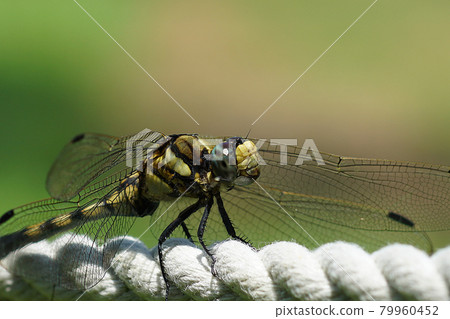 Dragonfly (Yanma) perching on a rope 11 Dragonfly (Yanma) perching on a rope 11 79960452
