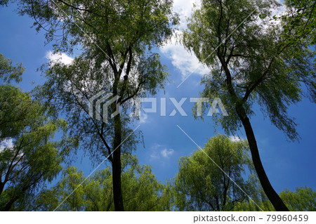 Summer forest ⑥ Summer forest ⑥ 79960459