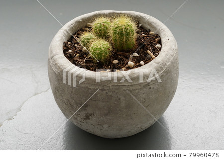 Child cactus 1 Child cactus 1 79960478