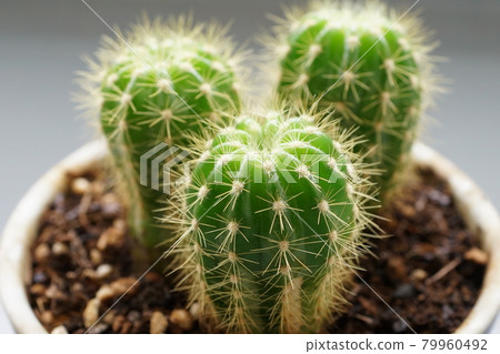 Child cactus 11 Child cactus 11 79960492