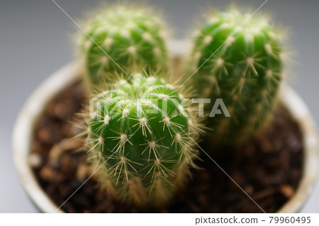 Child cactus 14 Child cactus 14 79960495
