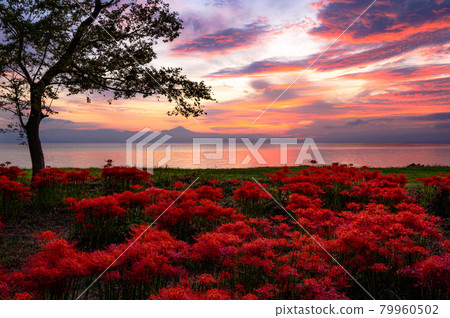 Cluster amaryllis and sunrise on Lake Biwa 79960502