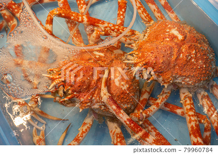 日本蜘蛛蟹 日本蜘蛛蟹 79960784
