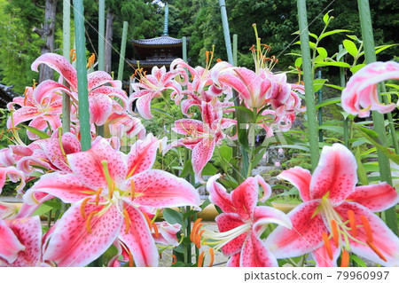 Matsuoji Temple in full bloom Casablanca 79960997