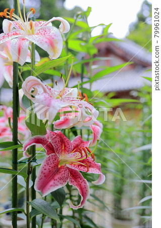 Matsuoji Temple in full bloom Casablanca Matsuoji Temple in full bloom Casablanca 79961024