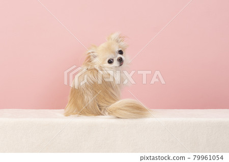 Chihuahua's Momo who turns around with a pink back Chihuahua's Momo who turns around with a pink back 79961054