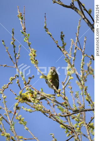 Spring Aoji perching on a branch 79961264