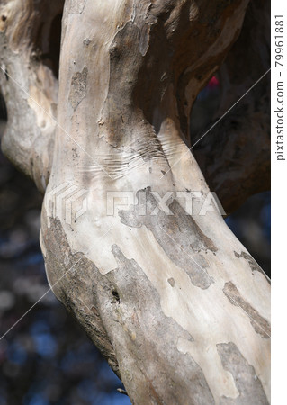 Crape myrtle bark Crape myrtle bark 79961881
