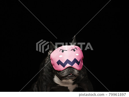 image of dog mask dark background  image of dog mask dark background  79961897