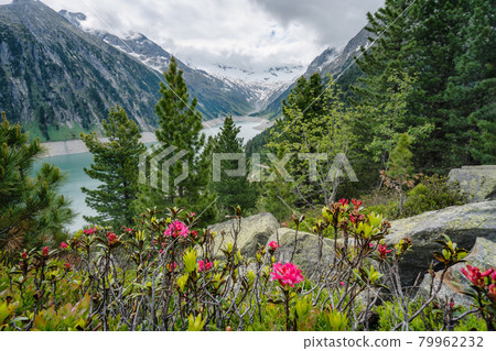 Alpenrose flowes with Schlegeis Stausee lake in background. Travel tourism hiking concept. Zillertal, Austria, Europe Alpenrose flowes with Schlegeis Stausee lake in background. Travel tourism hiking concept. Zillertal, Austria, Europe 79962232