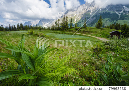 Green flowers foliage on hiking trail. Wilder Kaiser mountains in background, Tirol - Austria 79962288