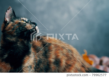 Cute tri-color cat looks up. Cute tri-color cat looks up. 79962577