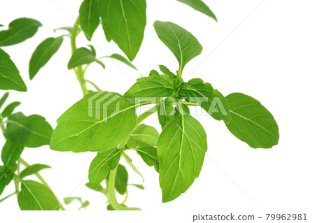 灌木羅勒,緊湊,葉子小 灌木羅勒,緊湊,葉子小 79962981