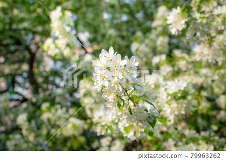 Branch of a blossoming apple tree 79963262