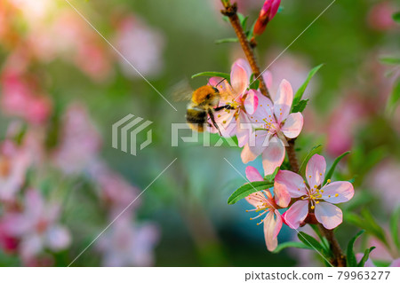 Bee collects nectar of pink almond flower Bee collects nectar of pink almond flower 79963277