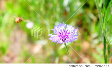 紫花 79963553