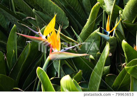 Strelitzia is a royal flower, tropical flower in Vietnam, Asia. Natural background. Strelitzia is a royal flower, tropical flower in Vietnam, Asia. Natural background. 79963653