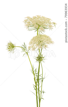 Wild carrot or Daucus carota, flowers isolated on white background. Medicinal herbal plant. Wild carrot or Daucus carota, flowers isolated on white background. Medicinal herbal plant. 79963934