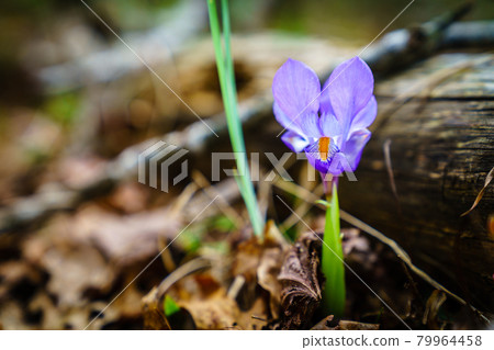 Dwarf Iris 79964458