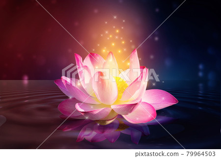 lotus Pink light purple floating light sparkle purple background lotus Pink light purple floating light sparkle purple background 79964503