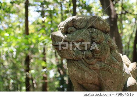 一隻依偎在山深處的守護犬 79964519