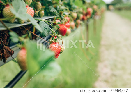 Strawberry picking in the farm Strawberry picking in the farm 79964857