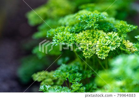 fresh celery plant in the garden 79964883