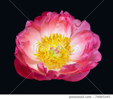 Pink peony close up isolated on black background. Beautiful delicate peony with pink petals and yellow middle, macro. Bright blooming flower head. Flower isolated. Pink peony close up isolated on black background. Beautiful delicate peony with pink petals and yellow middle, macro. Bright blooming flower head. Flower isolated. 79965045