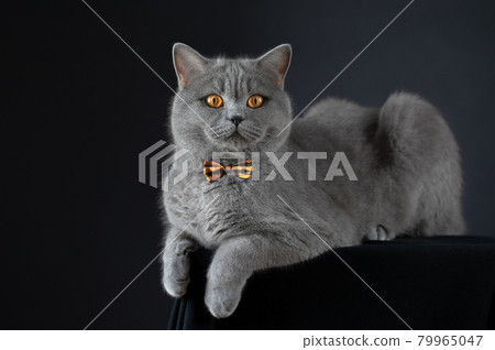 Cute gray British cat in a bow tie lying on the table. Fat British cat on black background. A surprised cat with bright yellow eyes. Funny cat looks into the camera Cute gray British cat in a bow tie lying on the table. Fat British cat on black background. A surprised cat with bright yellow eyes. Funny cat looks into the camera 79965047