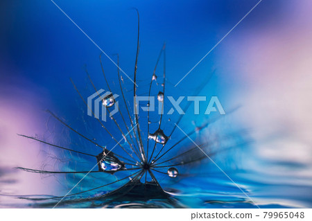 Beautiful drops of water on the seeds of salsify close-up. Abstract blue pink background. Floral pattern and texture. Dew drops on a dandelion, macro. The plant looks like a spider web. Beautiful drops of water on the seeds of salsify close-up. Abstract blue pink background. Floral pattern and texture. Dew drops on a dandelion, macro. The plant looks like a spider web. 79965048