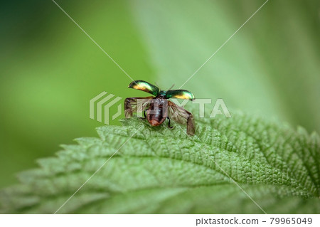 Beetle takes off close-up. The beetle with open wings is ready to fly. Chrysolina fastuosa on a green background on a leaf, macro. Textured wings. Beautiful green beetle in flight Beetle takes off close-up. The beetle with open wings is ready to fly. Chrysolina fastuosa on a green background on a leaf, macro. Textured wings. Beautiful green beetle in flight 79965049