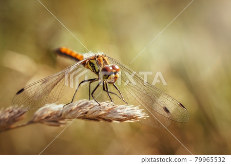 Beautiful orange dragonfly on yellow background close up. Sympetrum sanguineum, red dragonfly, ruddy sympetrum, ruddy darter. Dragonfly resting on a dry blade of grass, macro. Predatory insect. 79965532