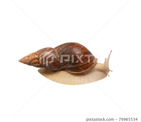 Giant African snail Achatina isolated on white background. Tropical snail Achatina fulica with shell. Achatina snail close up. Macro, side view. 79965534