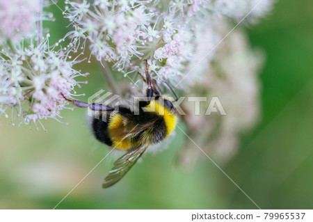 A furry striped bumblebee sits on a poisonous white flower of a water Hemlock on a green background. Textured wings. Close-up, side view. Poisonous plant. 79965537
