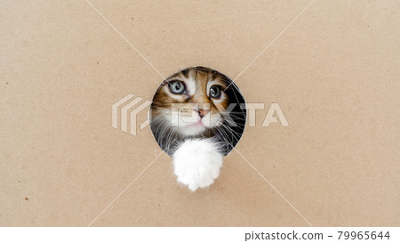Striped Grey Kitten Getting out From Hole in a Cardboard Box. Cat Hiding in Box. Striped Grey Kitten Getting out From Hole in a Cardboard Box. Cat Hiding in Box. 79965644